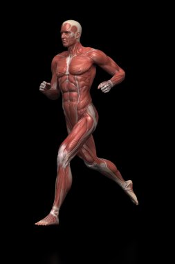 çalışan adam kas anatomisi