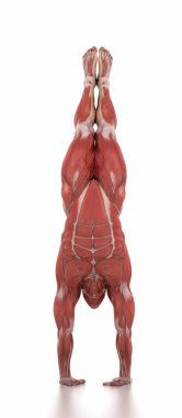 athlete man muscles anatomy clipart