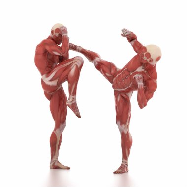 Erkekler savaşçıları kas anatomisi