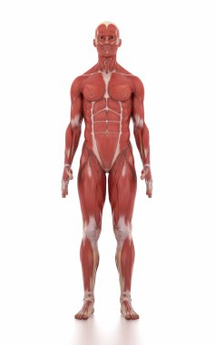 adam anatomisi kas harita
