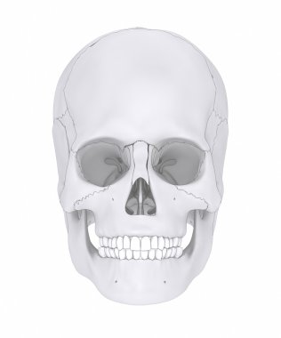 İnsan kafatası anatomisi