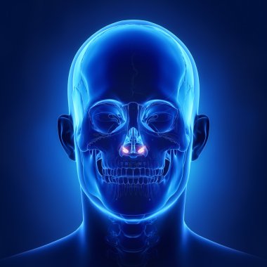 insan kafatası aşağı burun concha