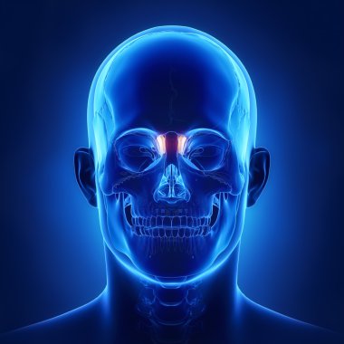 insan kafatası lakrimal kemik