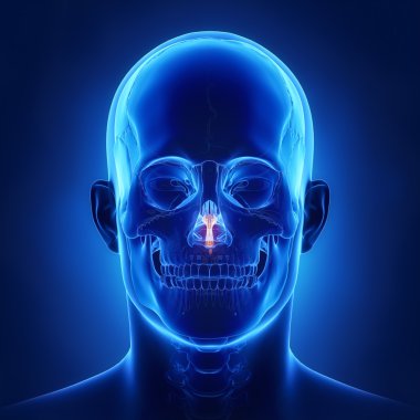 insan kafatası vomer kemiği