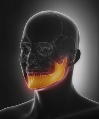 Mndible, mandibula çene kemiği
