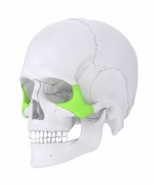 Kafatası elmacık kemiği anatomisi