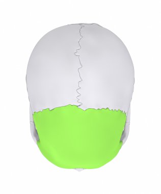 insan kafatası frontal kemik