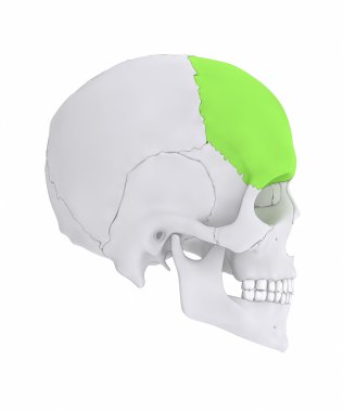 human skull frontal bone clipart