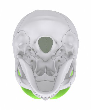 human skull frontal bone clipart