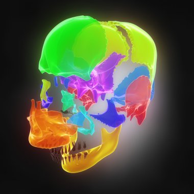 İnsan kafatası anatomisi