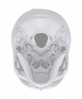 İnsan kafatası anatomisi