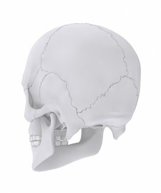 İnsan kafatası anatomisi