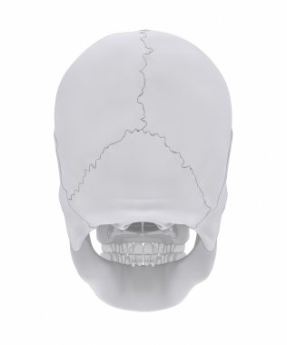 İnsan kafatası anatomisi