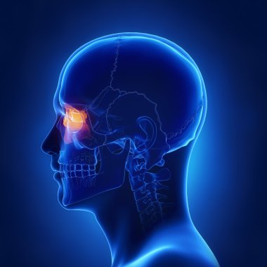 Etmoid kemik, kafatası anatomisi