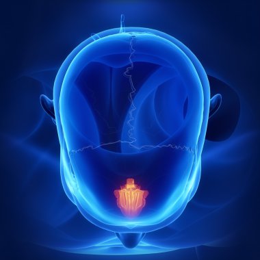 Etmoid kemik, kafatası anatomisi