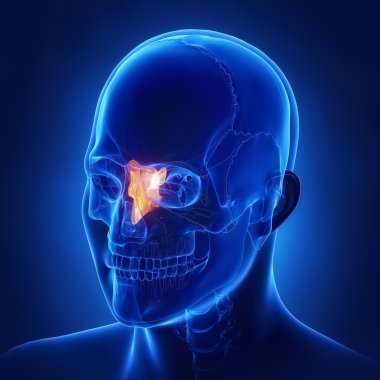Etmoid kemik, kafatası anatomisi