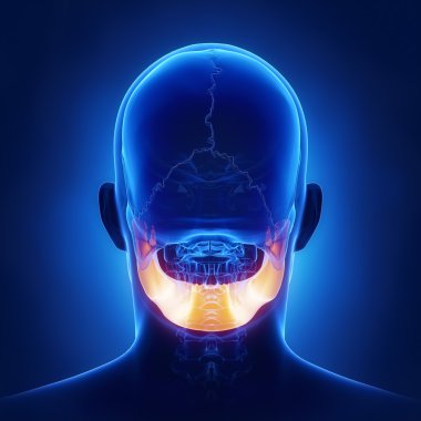 Mndible, mandibula çene kemiği