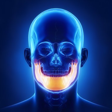 Mndible, mandibula çene kemiği