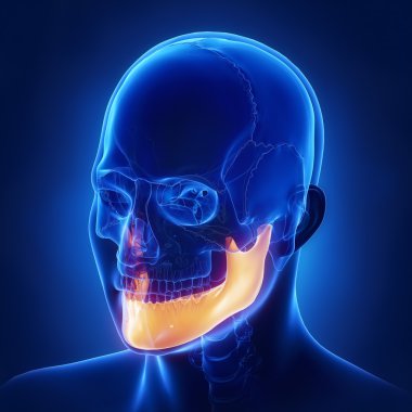 Mndible, mandibula çene kemiği