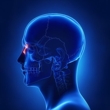 insan kafatası Burun kemiği