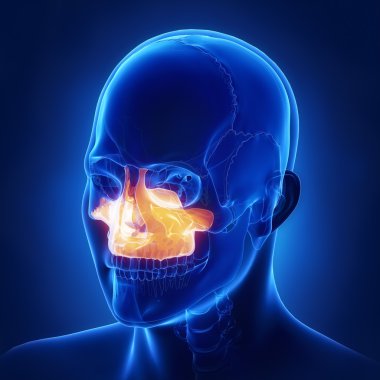 Üst çene kemiği insan kafatası kemik