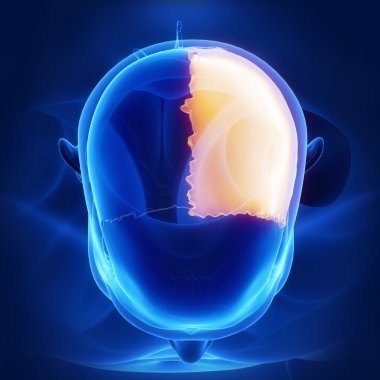 İnsan kafatası sol parietal kemik