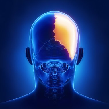 Sağ parietal kemik anatomisi