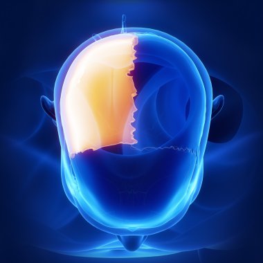 Sağ parietal kemik anatomisi