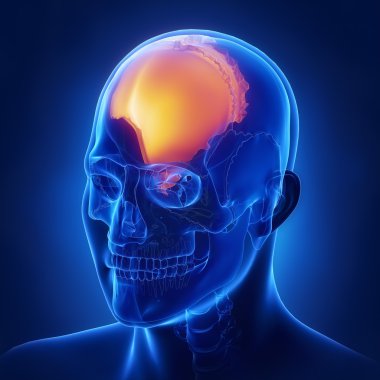 Sağ parietal kemik anatomisi