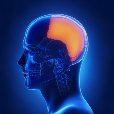 Sağ parietal kemik anatomisi