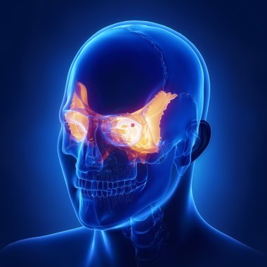 Sfenoid kafatası kemik anatomisi