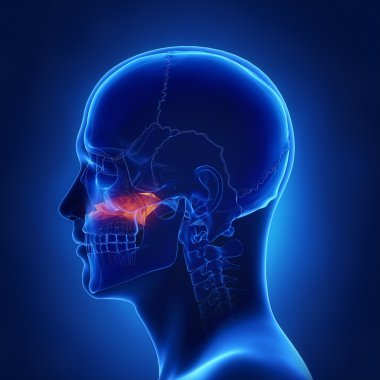 insan kafatası vomer kemiği