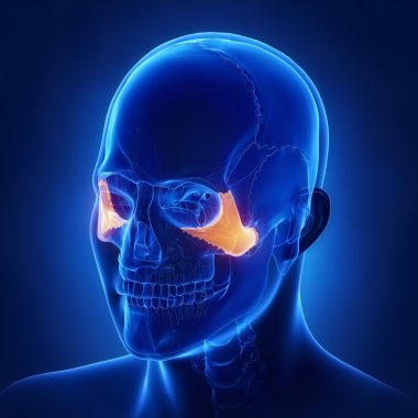 Kafatası elmacık kemiği anatomisi