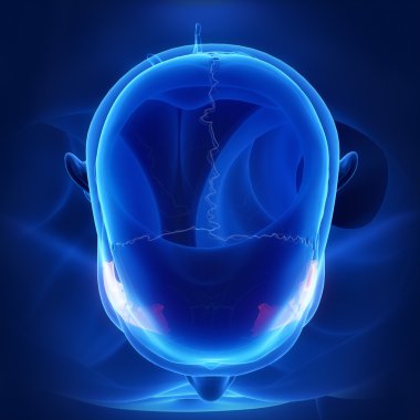 Kafatası elmacık kemiği anatomisi