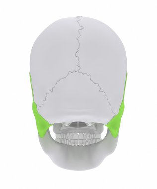 Temporal kemik anatomisi