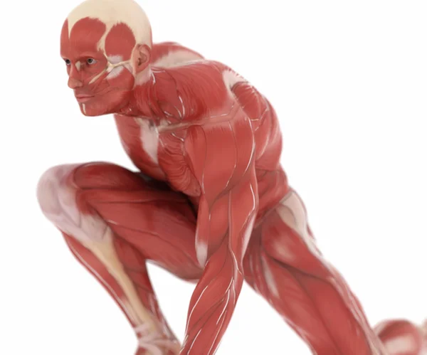 Чоловічі м'язи тіла анатомія — стокове фото