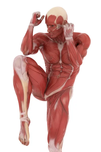 Mannelijk lichaam spieren anatomie — Stockfoto
