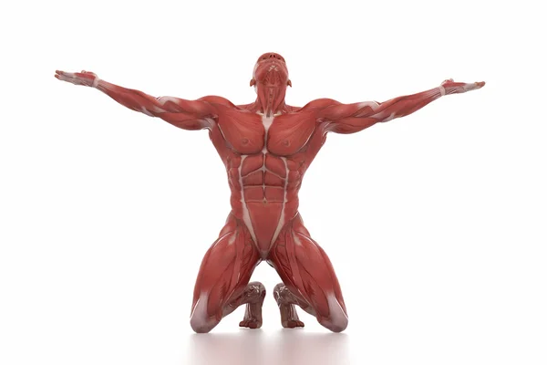 Male body muscles anatomy — Stock Photo, Image