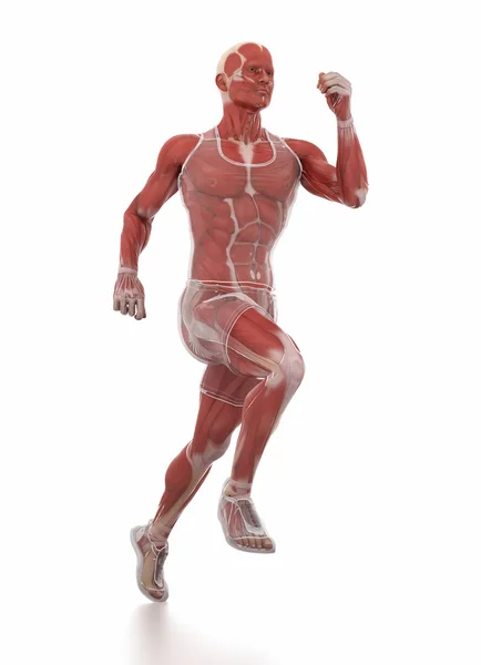 Laufen Mann Muskeln Anatomie — Stockfoto