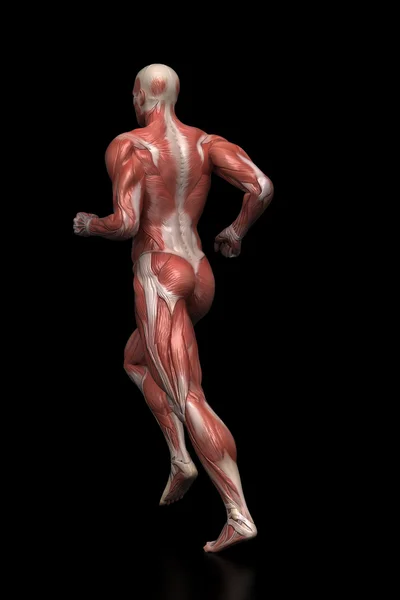 Running man muscles anatomy — Stock Photo, Image