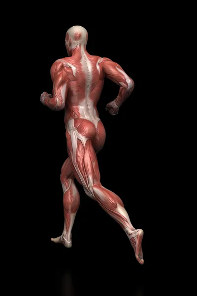 Running man muscles anatomy — Stock Photo, Image