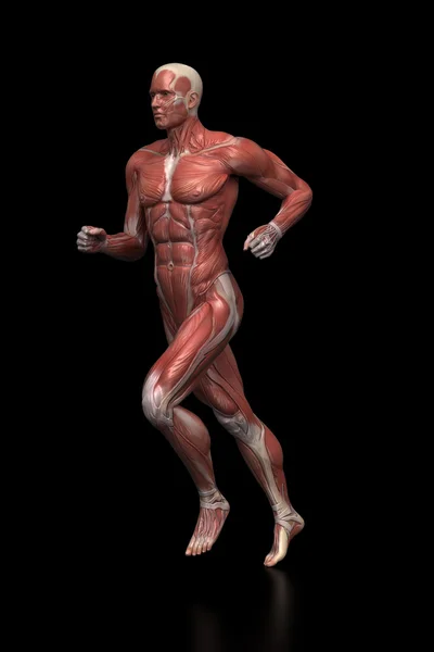 Anatomia dei muscoli dell'uomo in corsa — Foto Stock