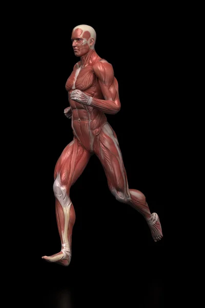Laufen Mann Muskeln Anatomie — Stockfoto