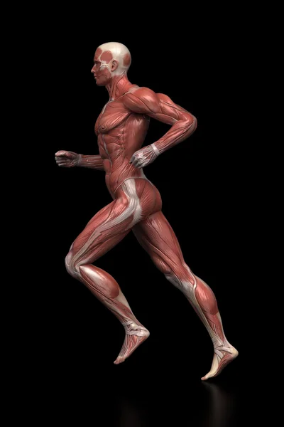 Running man muscles anatomy — Stock Photo, Image