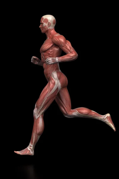 Running man muscles anatomy — Stock Photo, Image