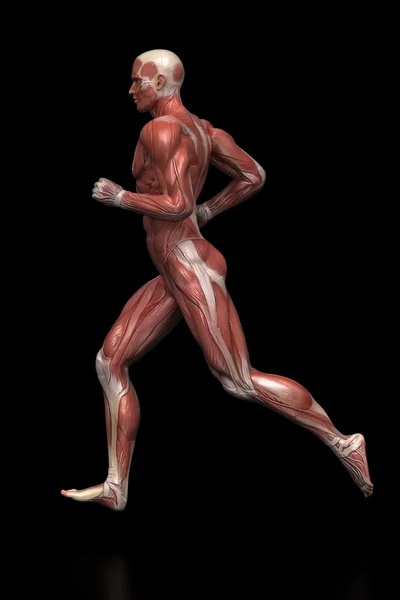 Running man muscles anatomy — Stock Photo, Image