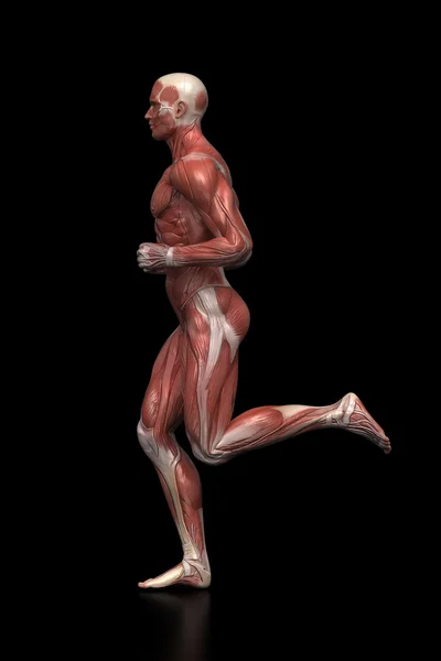 Ejecutar los músculos del hombre anatomía — Foto de Stock