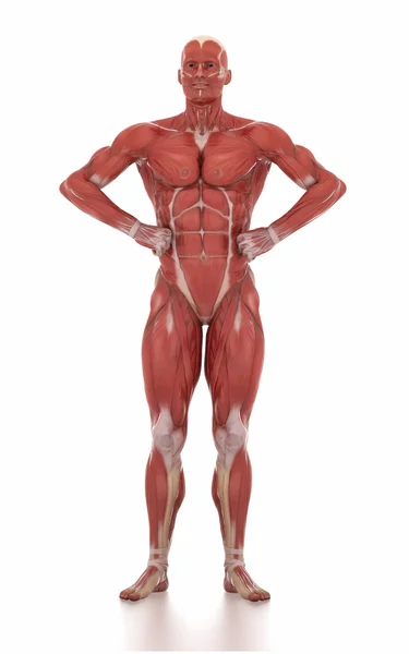 Homem anatomia mapa muscular — Fotografia de Stock