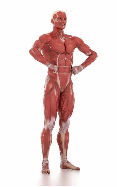 Hombre músculo mapa anatomía — Foto de Stock