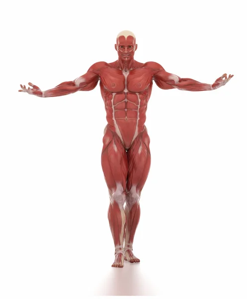 Uomo mappa muscolare anatomia — Foto Stock